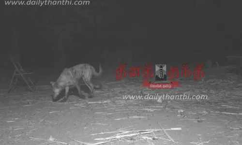 ஊஞ்சலூர் அருகே ஆடு-கோழிகளை வேட்டையாடிய மர்ம விலங்கின் உருவம் கண்காணிப்பு கேமராவில் சிக்கியது