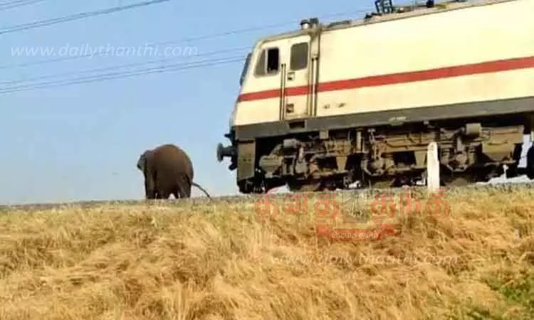 ரெயில் அடிபடாமல் தப்பிய மக்னா யானை ரெயில் அடிபடாமல் தப்பிய மக்னா யானை