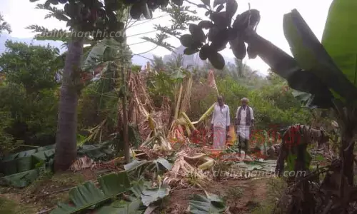 காட்டு யானை அட்டகாசம் காட்டு யானை அட்டகாசம்