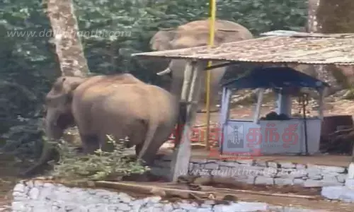 மாரியம்மன் கோவிலுக்குள் புகுந்த காட்டு யானைகள்