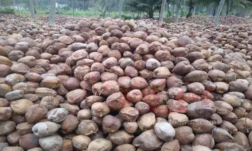 தென்னந்தோப்புகளில் குவிந்து கிடக்கும் தேங்காய்கள்