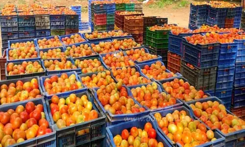 தக்காளி விலை கிடு கிடு உயர்வு தக்காளி விலை கிடு கிடு உயர்வு