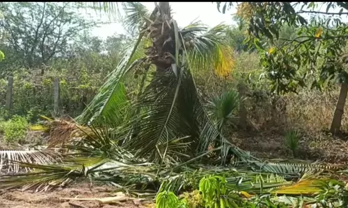 தென்னை, மா மரங்களை சூறையாடிய காட்டு யானைகள்