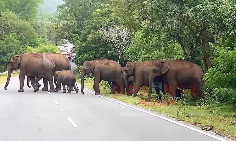 இன்று சர்வதேச வன உயிரின தினம் இன்று சர்வதேச வன உயிரின தினம்