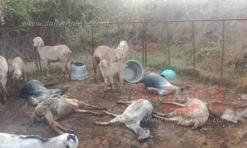 வெறிநாய் கடித்து 18 ஆடுகள் செத்தன