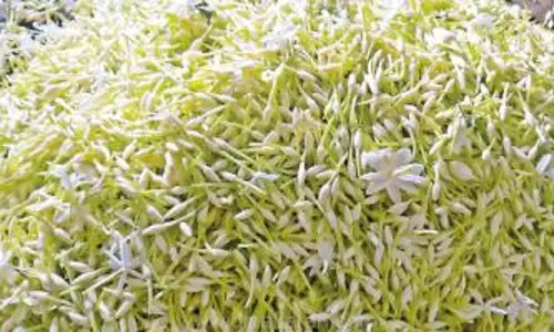 முல்லை பூ கிலோ ரூ.1,000-க்கு விற்பனை