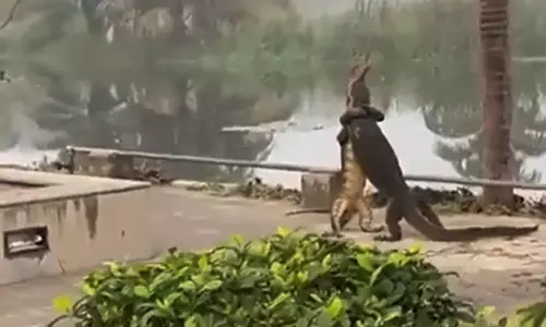 என்ன நடக்குது...? கொல்கத்தா ஐ.ஐ.எம்.மில் மோதி கொண்ட பெரிய பல்லிகள்; வைரலான வீடியோ என்ன நடக்குது...? கொல்கத்தா ஐ.ஐ.எம்.மில் மோதி கொண்ட பெரிய பல்லிகள்; வைரலான வீடியோ