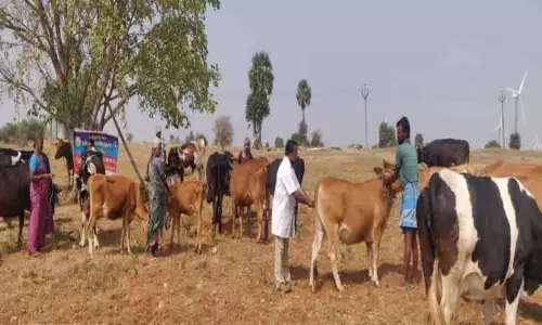 பொள்ளாச்சி கோட்டத்தில் 86,948 மாடுகளுக்கு கோமாரி நோய் தடுப்பூசி