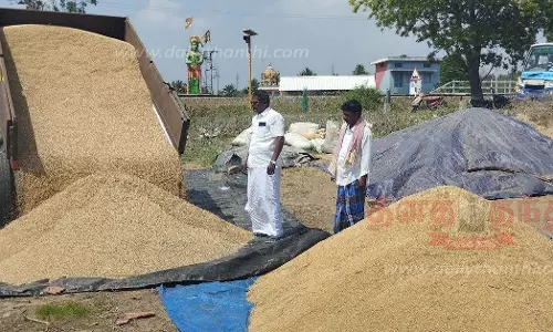 குவியல், குவியலாக குவிந்து கிடக்கும் நெல்மணிகள் குவியல், குவியலாக குவிந்து கிடக்கும் நெல்மணிகள்