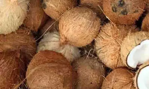 பட்டுக்கோட்டையில் ஒரு கிலோ தேங்காய் ரூ.21.75-க்கு ஏலம்