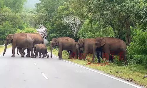 இன்று சர்வதேச வன உயிரின தினம்