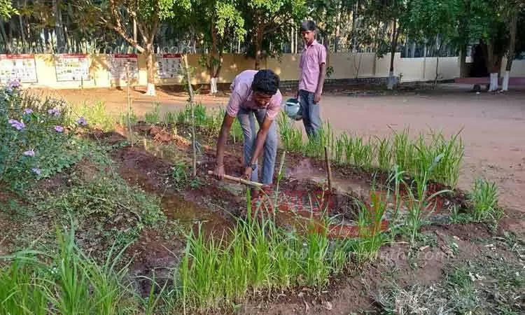 கோடை காலத்தில் பறவைகளுக்கு உணவு அளிக்க அரசு பள்ளி வளாகத்தில் சிறு தானியங்கள் சாகுபடி-மாணவர்களுக்கு ஆசிரியர்கள் பாராட்டு