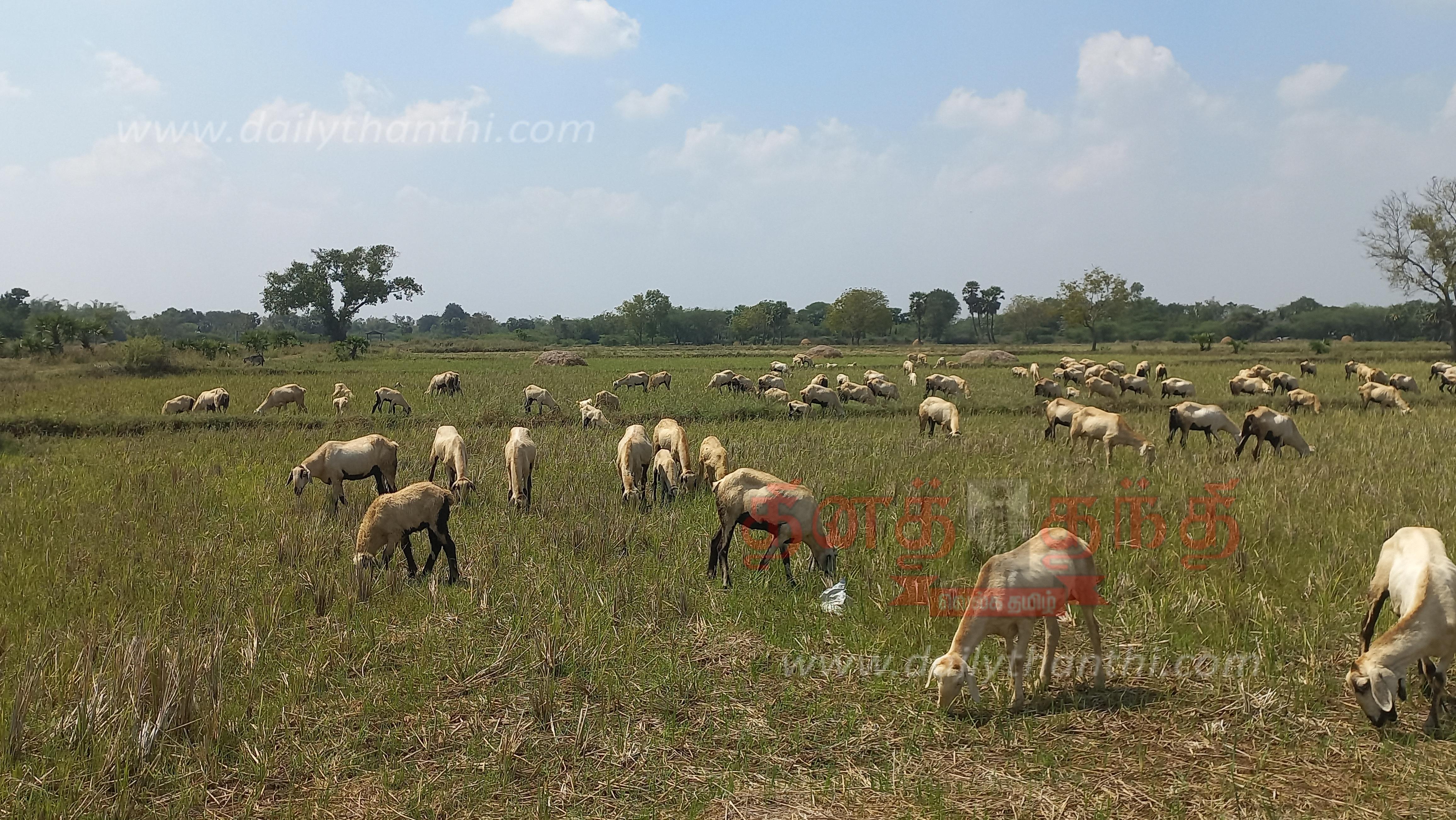 இயற்கை உரத்துக்காக வயல்களில் மேய்ச்சலுக்கு விடப்பட்ட ஆடுகள் இயற்கை உரத்துக்காக வயல்களில் மேய்ச்சலுக்கு விடப்பட்ட ஆடுகள்