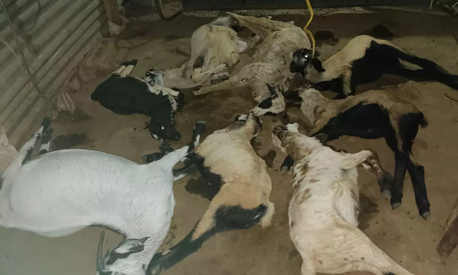 ஒரே நேரத்தில் தண்ணீர் குடித்த 8 ஆடுகள் திடீர் சாவு  விஷம் கலக்கப்பட்டதா? போலீசில் புகார்