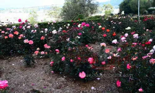 கோடை சீசனுக்கு முன்னரே பூத்துக்குலுங்கும் மலர்கள்