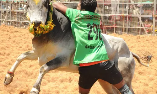 சேந்தமங்கலத்தில் கோலாகலமாக நடந்த ஜல்லிக்கட்டு:காளைகளை தீரத்துடன் அடக்கிய வீரர்கள்மாடுகள் முட்டியதில் 4 பேர் காயம்