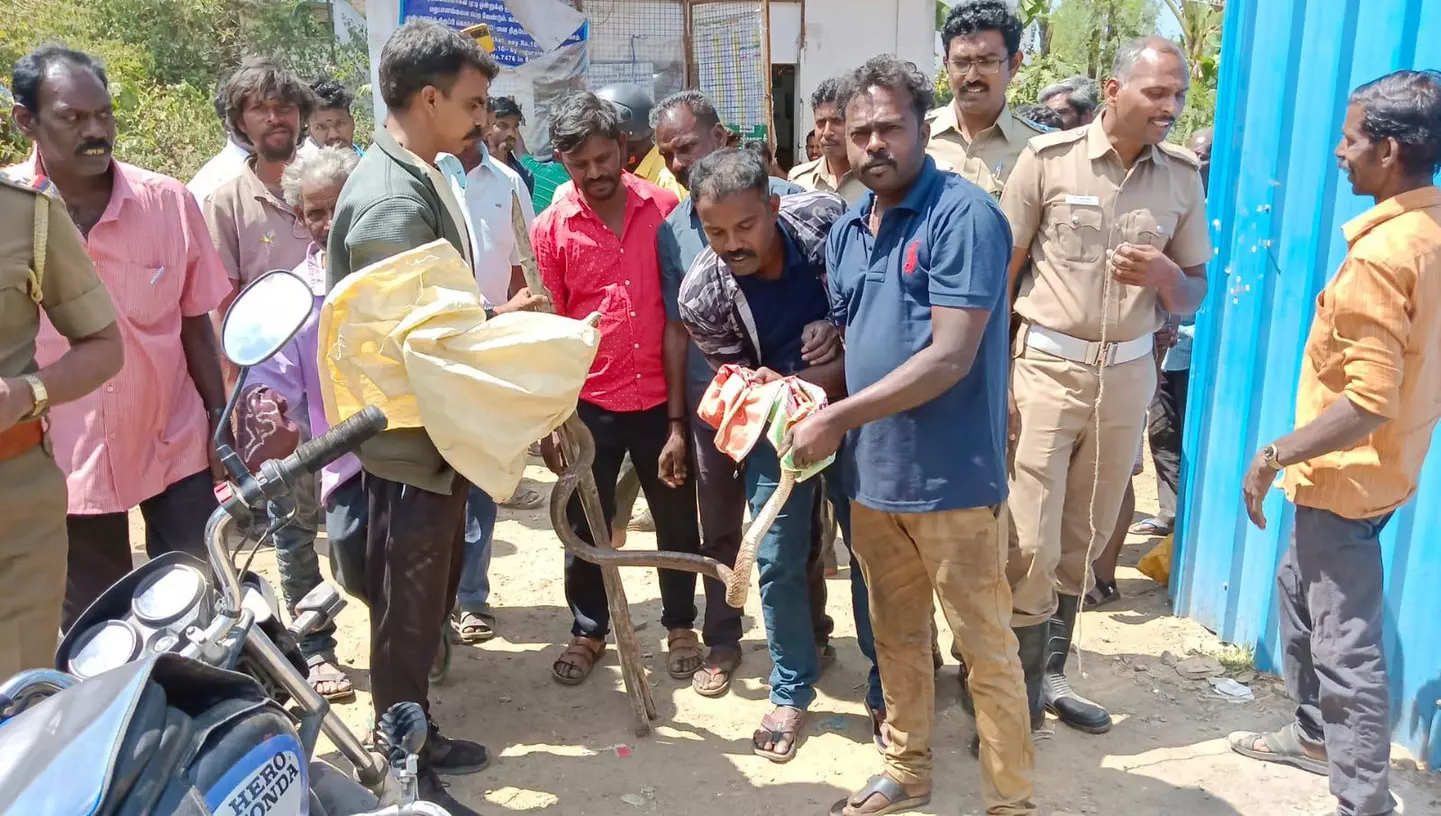 டாஸ்மாக் கடைக்குள் புகுந்த பாம்பு பிடிபட்டது டாஸ்மாக் கடைக்குள் புகுந்த பாம்பு பிடிபட்டது