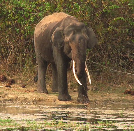காபி தோட்டத்தில் புகுந்த காட்டு யானை