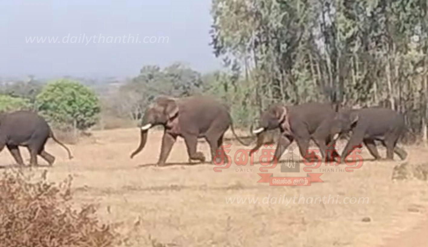 கிராமங்களில் சுற்றித்திரிந்த 4 யானைகள் கிராமங்களில் சுற்றித்திரிந்த 4 யானைகள்