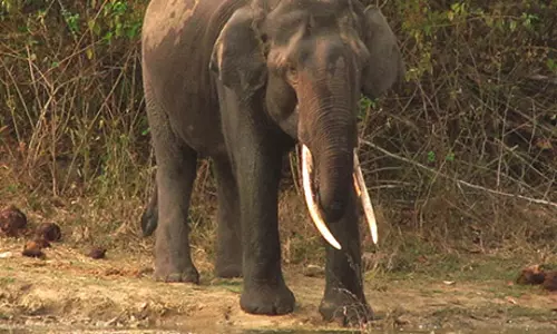 காபி தோட்டத்தில் புகுந்த காட்டு யானை காபி தோட்டத்தில் புகுந்த காட்டு யானை