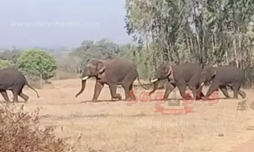 கிராமங்களில் சுற்றித்திரிந்த 4 யானைகள்