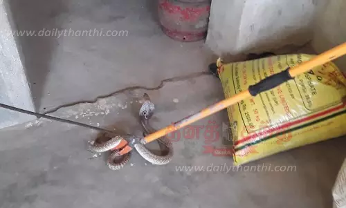 வீட்டுக்குள் புகுந்த பாம்பு பிடிபட்டது