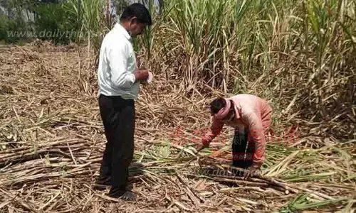 கரும்பு வெட்டும் பணி தீவிரம்