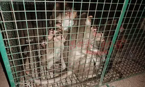 வீடுகளுக்குள் புகுந்து அட்டகாசம் செய்த குரங்குகள் கூண்டு வைத்து பிடிப்பு