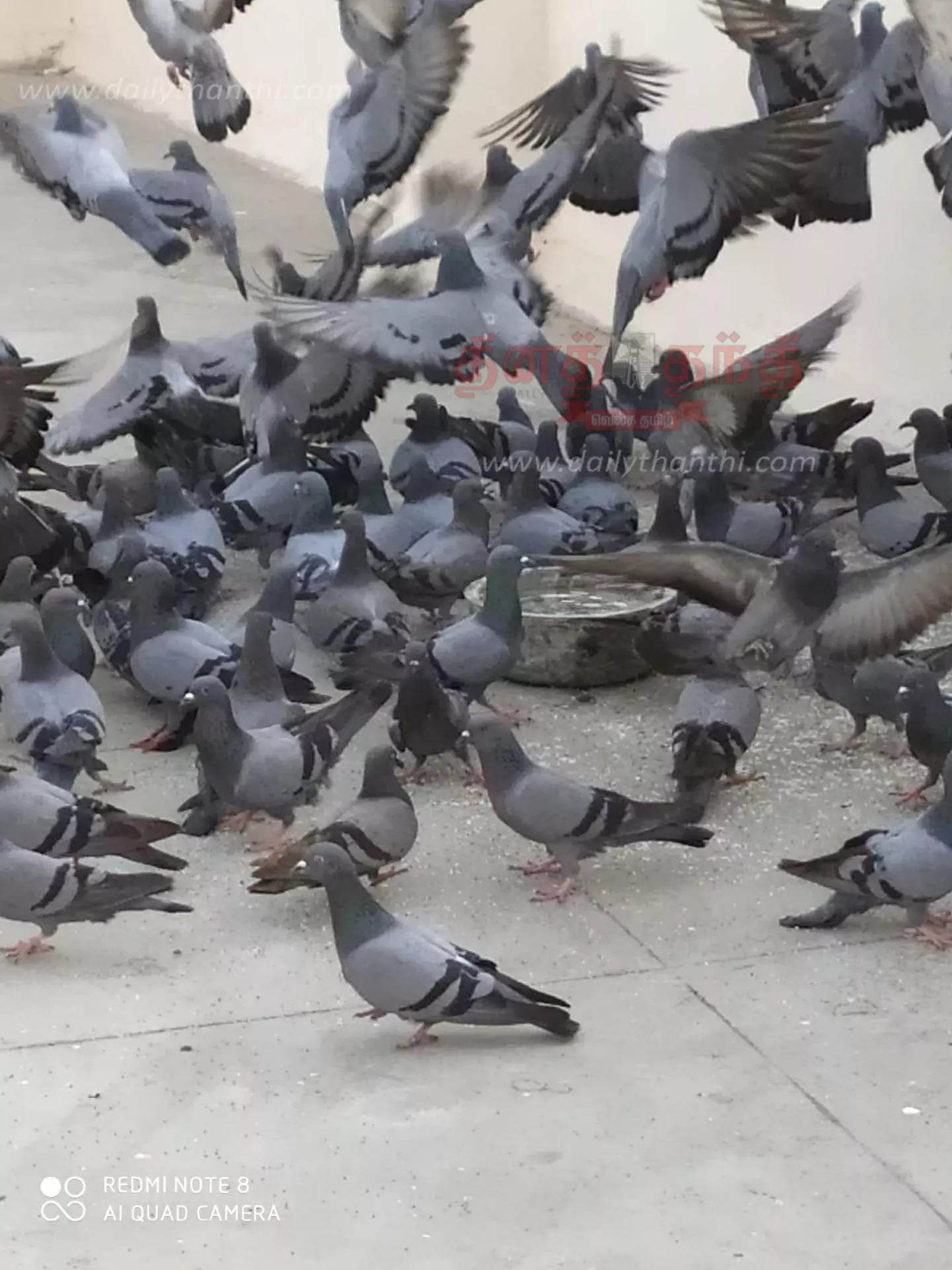 பறவைகளின் பசி, தாகம் தீர்ப்போம் பறவைகளின் பசி, தாகம் தீர்ப்போம்