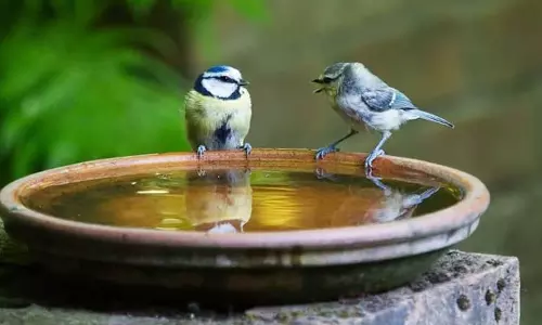 பறவைகளின் பசி, தாகம் தீர்ப்போம்