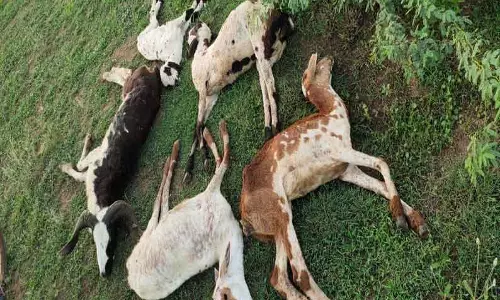 வெறிநாய்கள் கடித்து 6 ஆடுகள் செத்தன வெறிநாய்கள் கடித்து 6 ஆடுகள் செத்தன