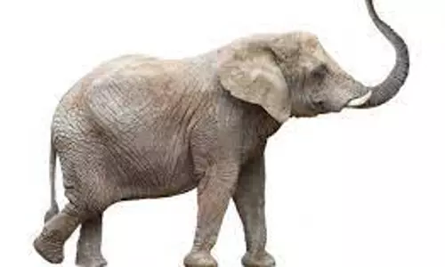 யானை தாக்கி விவசாயி படுகாயம் யானை தாக்கி விவசாயி படுகாயம்