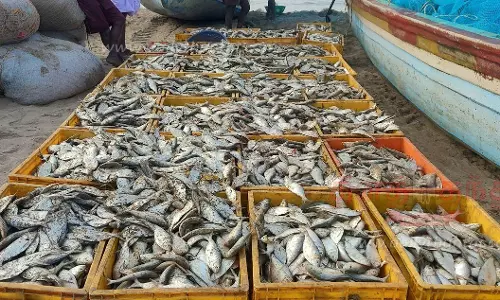 கோடியக்கரையில் மீன்வரத்து அதிகரிப்பு கோடியக்கரையில் மீன்வரத்து அதிகரிப்பு