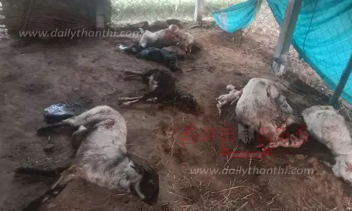 பரமத்திவேலூா் பகுதியில் தொடரும் அட்டகாசம்:7 ஆடுகளை கொன்றது சிறுத்தைப்புலி? பொதுமக்கள் பீதி பரமத்திவேலூா் பகுதியில் தொடரும் அட்டகாசம்:7 ஆடுகளை கொன்றது சிறுத்தைப்புலி? பொதுமக்கள் பீதி