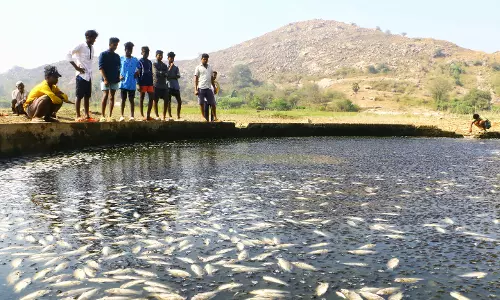 ஓட்டேரி ஏரியில் செத்து மிதந்த மீன்கள்