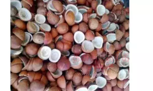 கொப்பரை தேங்காய் உற்பத்தியை அதிகரிக்க நடவடிக்கை எடுக்கப்படுமா?