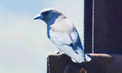 2-வது நாளாக பறவைகள் கணக்கெடுக்கும் பணி 2-வது நாளாக பறவைகள் கணக்கெடுக்கும் பணி