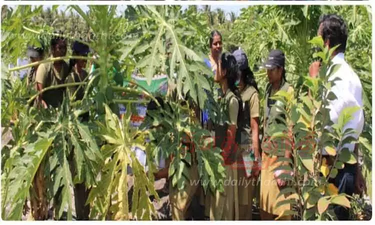 பொள்ளாச்சி அருகே பப்பாளியில் பால் எடுப்பது குறித்து பயிற்சி பொள்ளாச்சி அருகே பப்பாளியில் பால் எடுப்பது குறித்து பயிற்சி