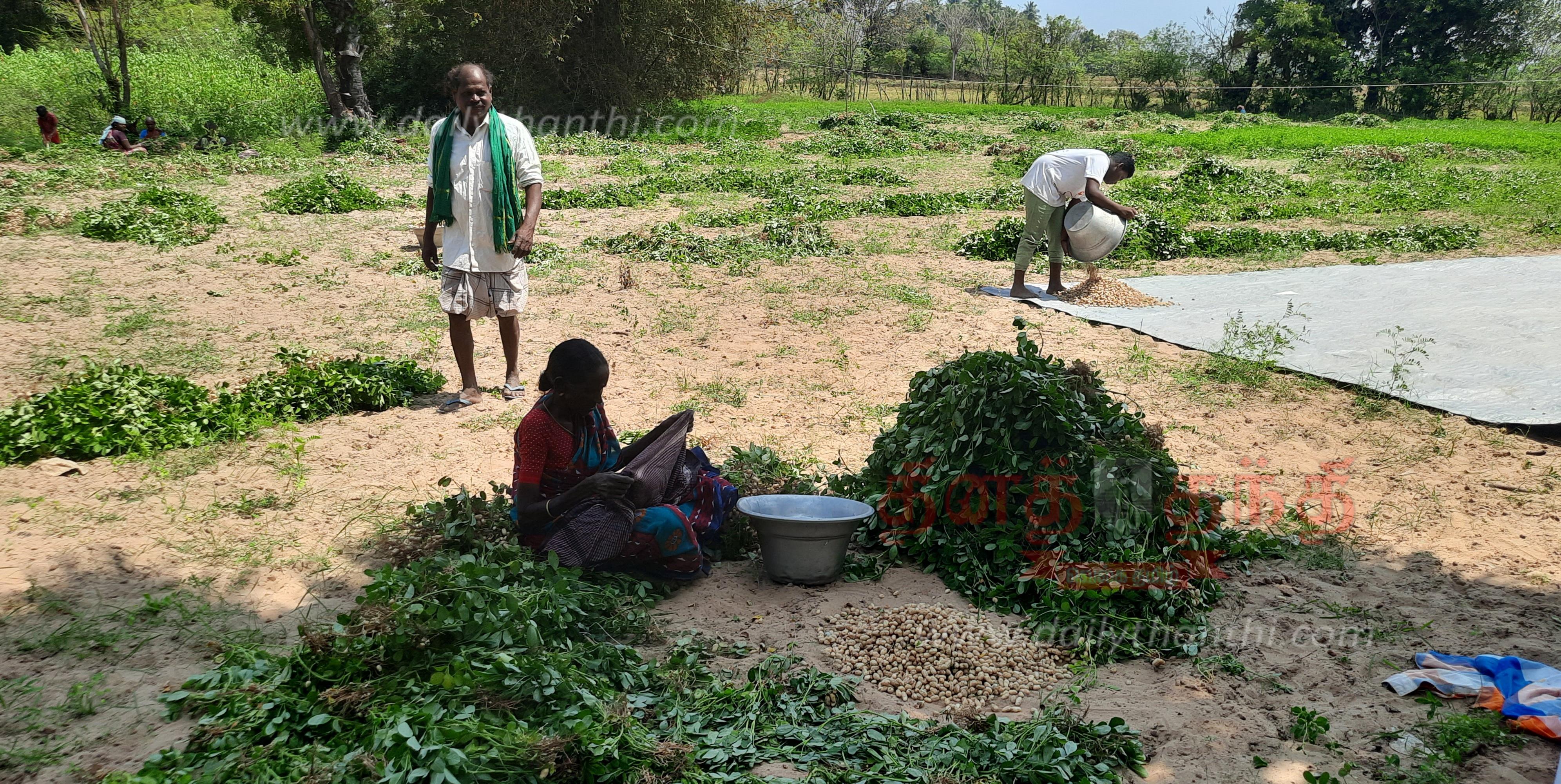 Groundnut harvesting work intensity நிலக்கடலை அறுவடை பணி தீவிரம்