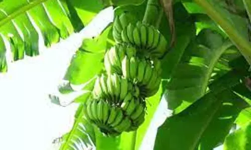 பரமத்திவேலூர் பகுதியில் திருவிழாக்களையொட்டிவாழைத்தார் விலை உயர்வு