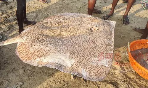 மீனவர்கள் வலையில் அதிக எடை கொண்ட திருக்கை மீன்கள் சிக்கின