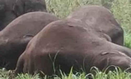 தருமபுரி அருகே மின் வேலியில் சிக்கி 3 யானைகள் உயிரிழப்பு தருமபுரி அருகே மின் வேலியில் சிக்கி 3 யானைகள் உயிரிழப்பு