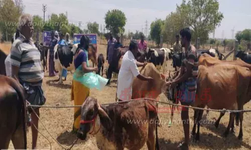 கால்நடைகளின் ரத்த மாதிரி சேகரிப்பு கால்நடைகளின் ரத்த மாதிரி சேகரிப்பு