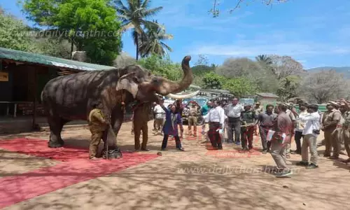 கும்கி யானை கலீமுக்கு ஓய்வு கும்கி யானை கலீமுக்கு ஓய்வு