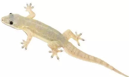 அங்கன்வாடி உணவில் பல்லி கிடந்ததால் பரபரப்பு