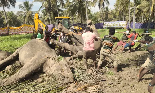 மாரண்டஅள்ளி அருகே சோகம்மின்சாரம் தாக்கி 3 யானைகள் பலிமின்வேலி அமைத்த விவசாயி கைது மாரண்டஅள்ளி அருகே சோகம்மின்சாரம் தாக்கி 3 யானைகள் பலிமின்வேலி அமைத்த விவசாயி கைது