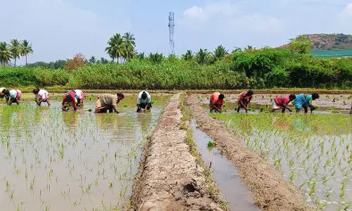 அய்யலூரில் 2-ம் போக நெல் நடவு பணி தீவிரம்