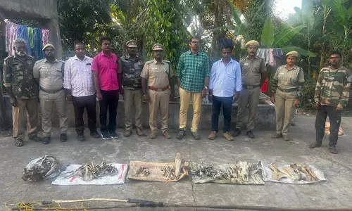 கொடைக்கானல் அருகே தோட்டத்தில் தோண்டி எடுக்கப்பட்ட வனவிலங்குகளின் எலும்புக்கூடுகள்