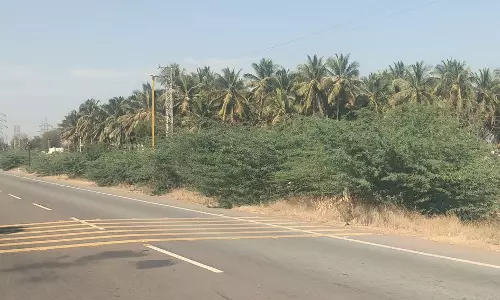 போக்குவரத்துக்கு இடையூறாக வளர்ந்திருக்கும் முட்செடிகள்