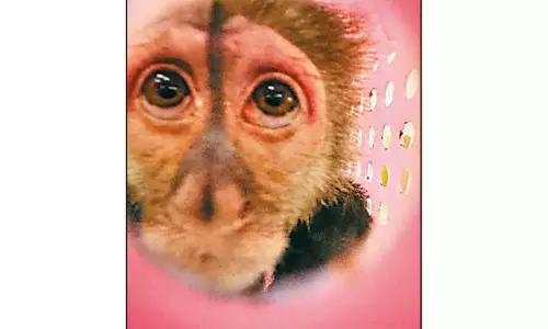 சென்னை விமான நிலையத்தில் அரிய வகை குரங்குகள் பறிமுதல் சென்னை விமான நிலையத்தில் அரிய வகை குரங்குகள் பறிமுதல்